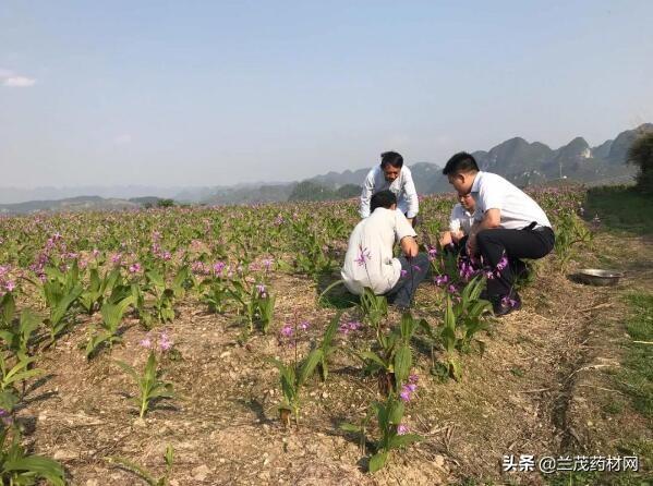 致富种植白芨人工合法吗_种植白芨利润怎么样_白芨种植致富人