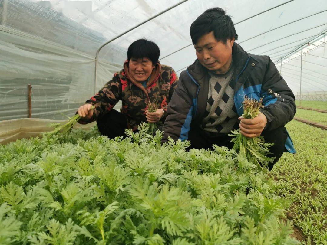 登封种植致富_致富种植视频全集_登封可以种植什么药材