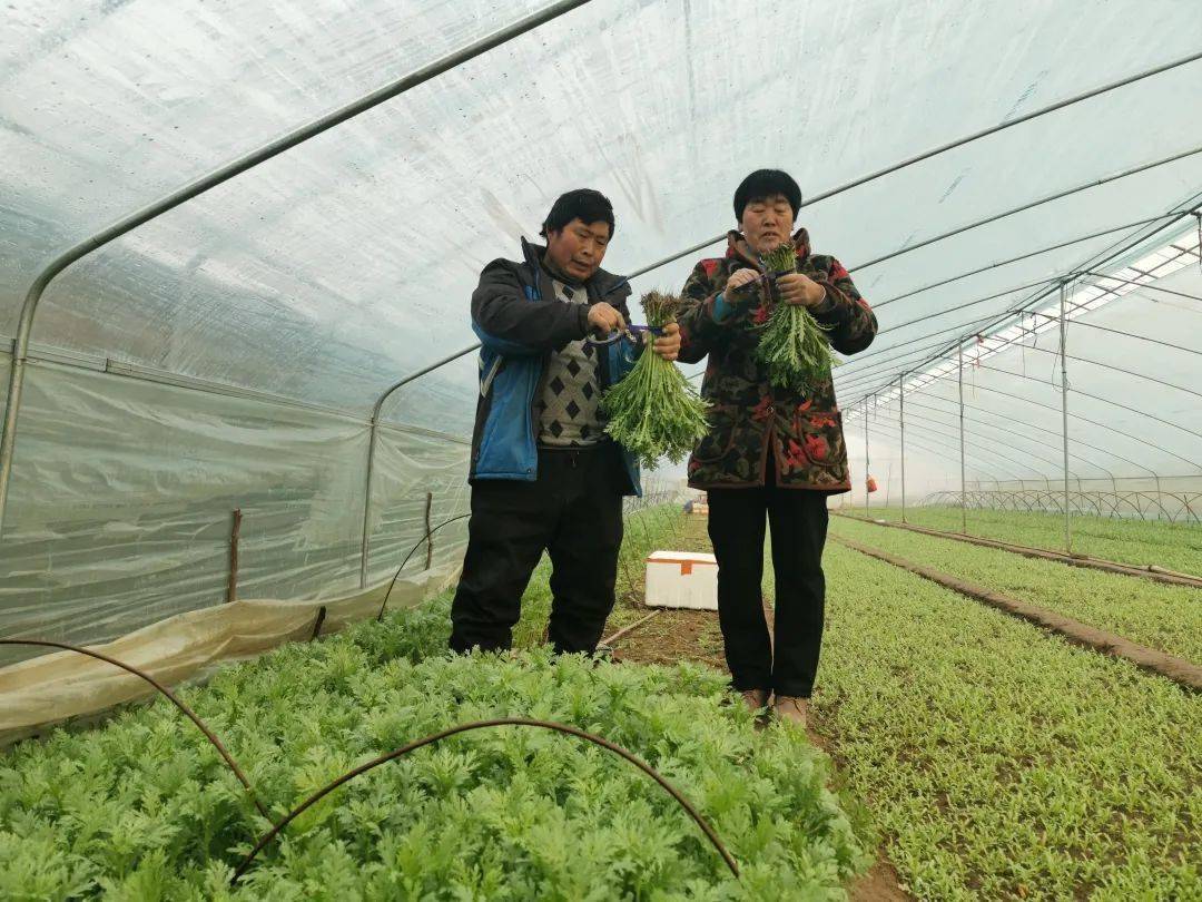 致富种植视频全集_登封种植致富_登封可以种植什么药材