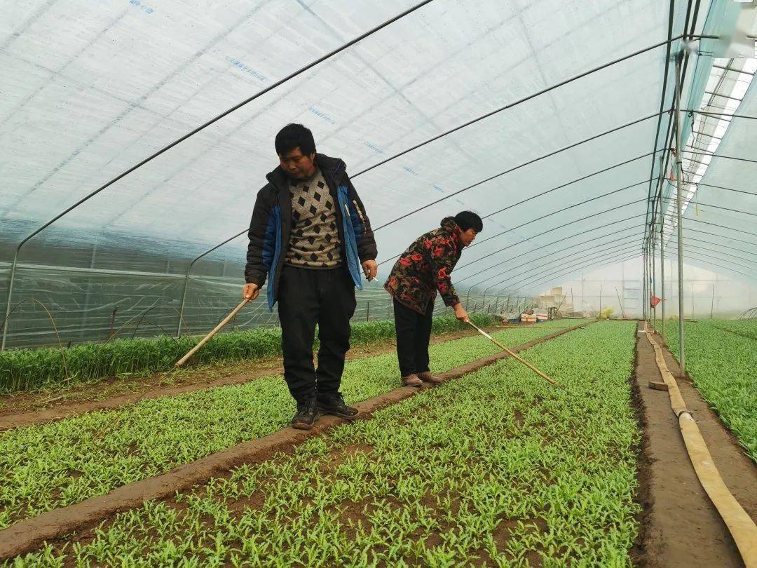 登封种植致富_登封可以种植什么药材_致富种植视频全集