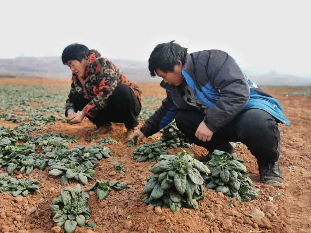 致富种植视频全集_登封种植致富_登封可以种植什么药材