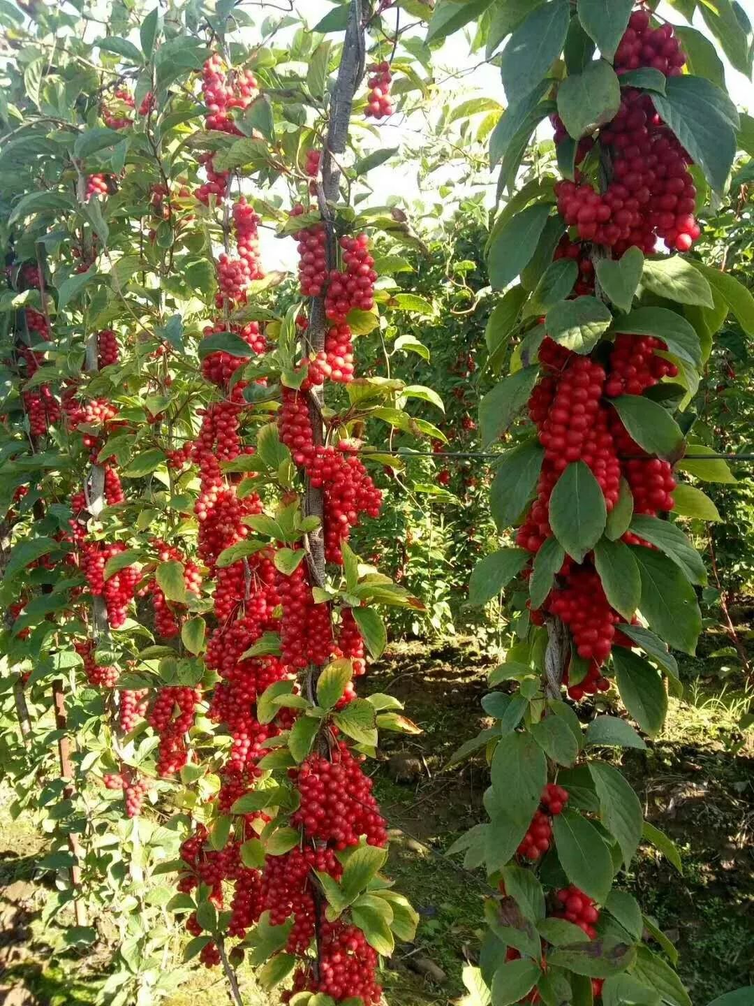 关苍术和苍术功效一样吗_有关苍术种植的致富经_关苍术有毒吗