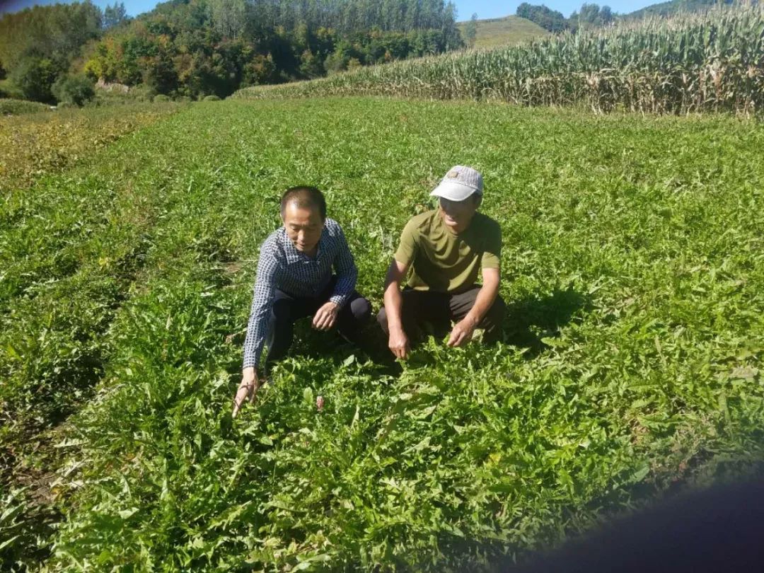 关苍术和苍术功效一样吗_关苍术有毒吗_有关苍术种植的致富经