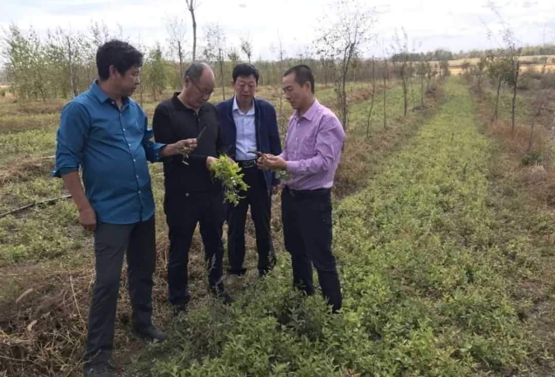 关苍术和苍术功效一样吗_关苍术有毒吗_有关苍术种植的致富经