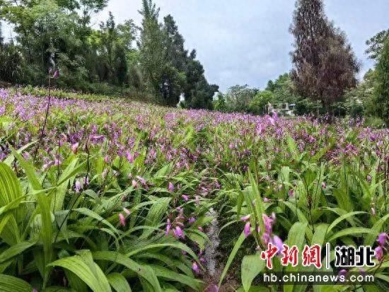 湖北崇阳：白芨花开引客来 农旅融合富乡村