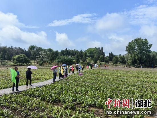 致富种植白芨人工合法吗_种植白芨致富项目_白芨种植致富人