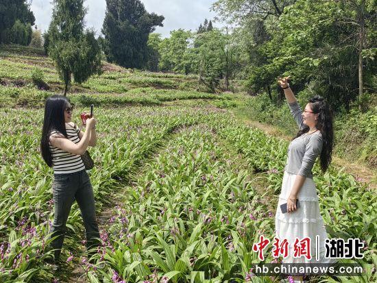 致富种植白芨人工合法吗_种植白芨致富项目_白芨种植致富人