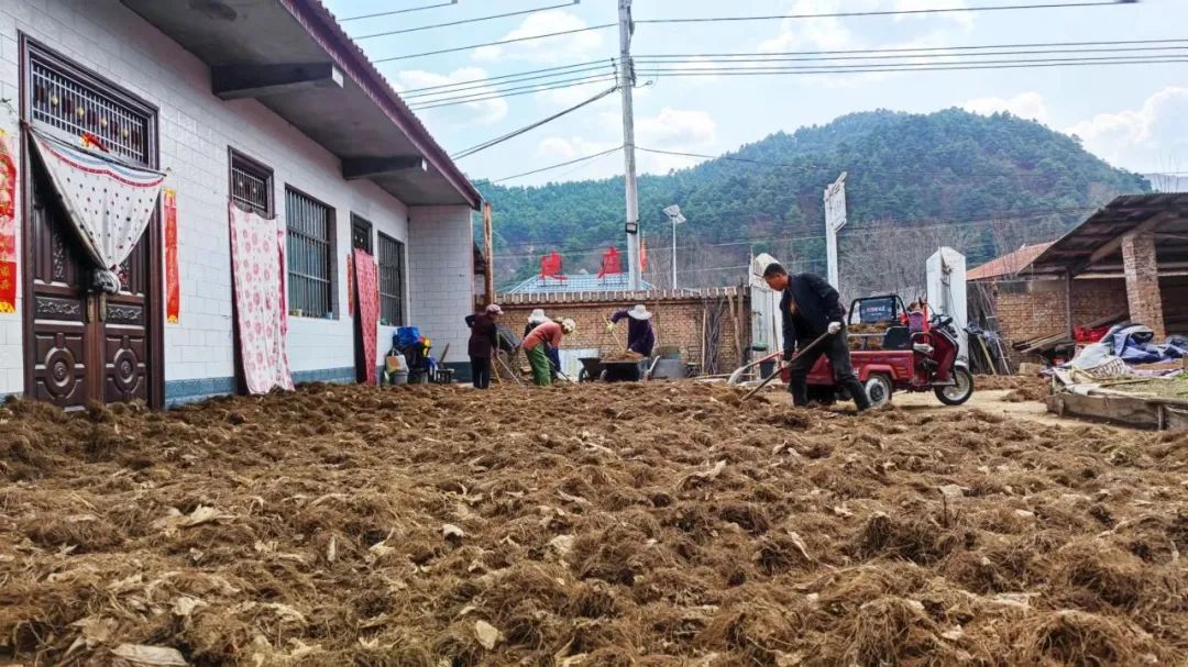 有关苍术种植的致富经_关苍术和苍术功效一样吗_关苍术价格