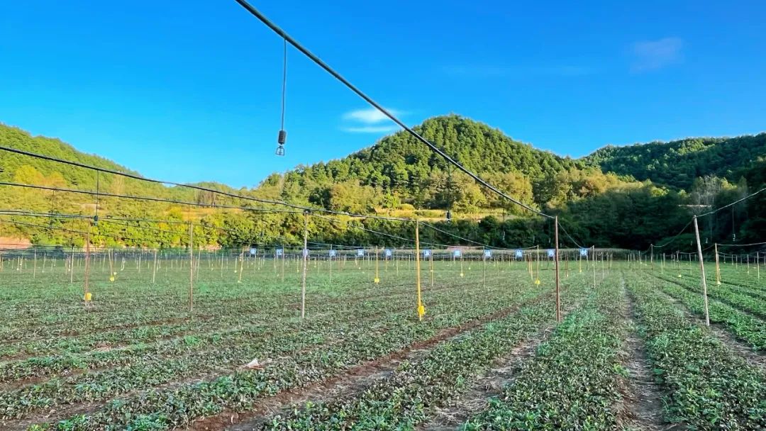 关苍术和苍术功效一样吗_关苍术价格_有关苍术种植的致富经