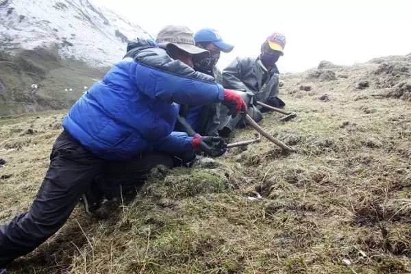 关苍术和苍术功效一样吗_有关苍术种植的致富经_关苍术有毒吗