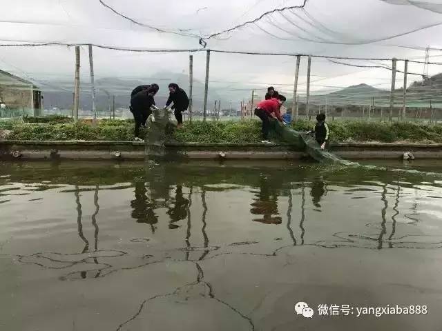 废水养殖水产治理技术论文_水产养殖废水治理技术_废水养殖水产治理技术规程