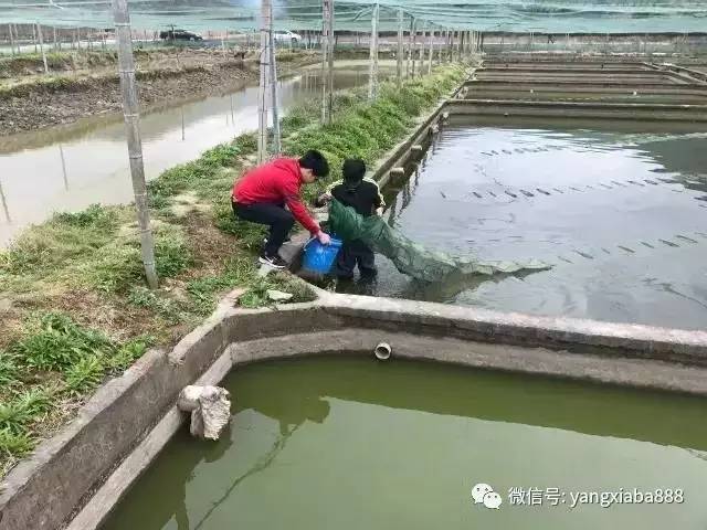 水产养殖废水治理技术_废水养殖水产治理技术论文_废水养殖水产治理技术规程