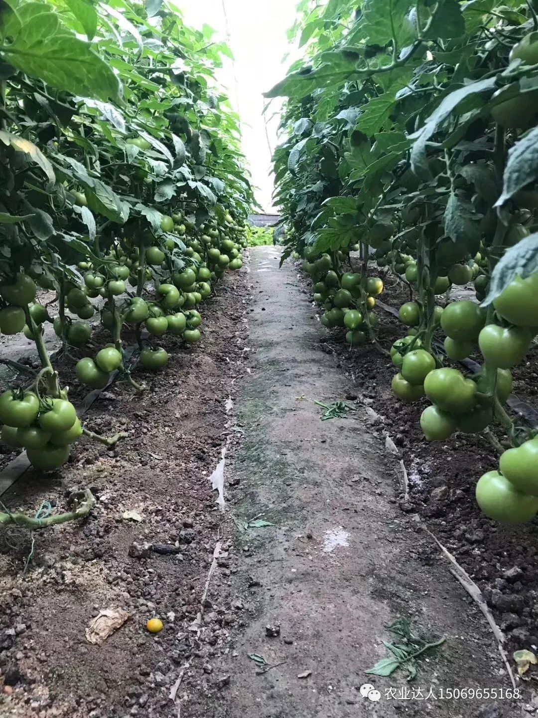 番茄无土栽培种植技术分析