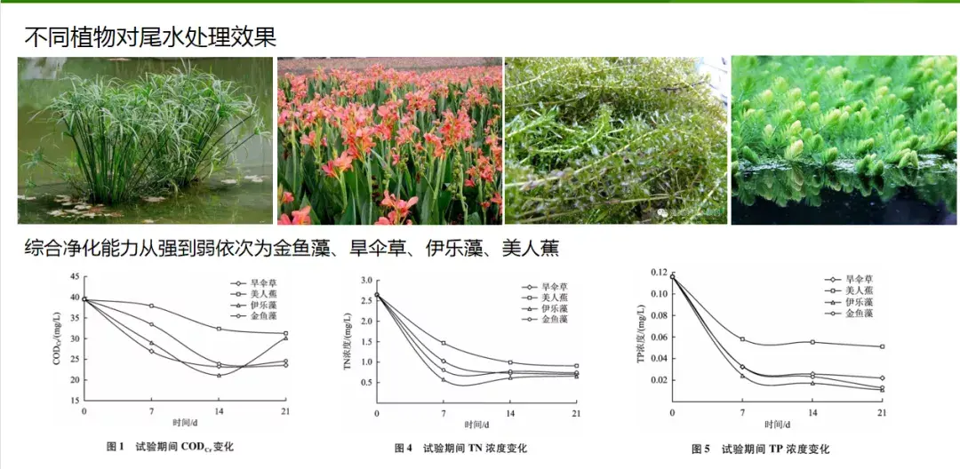 水产养殖废水治理技术_水产养殖废水的主要处理工艺_水产养殖废水处理工艺