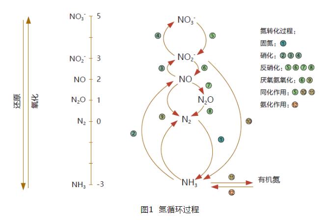 污水中的氮循环