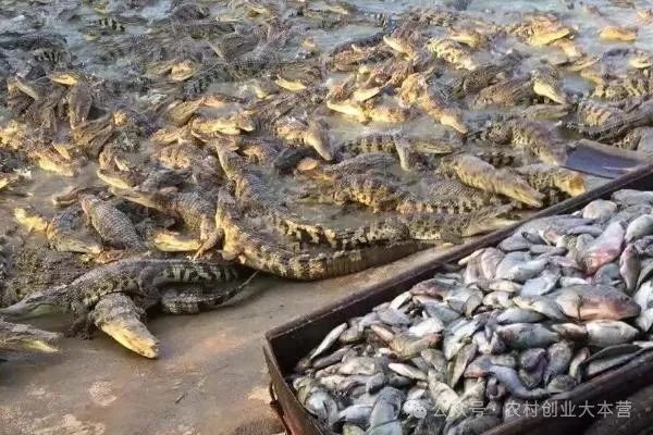 致富鳄鱼养殖能力怎么样_致富鳄鱼养殖能赚钱吗_养殖鳄鱼能致富