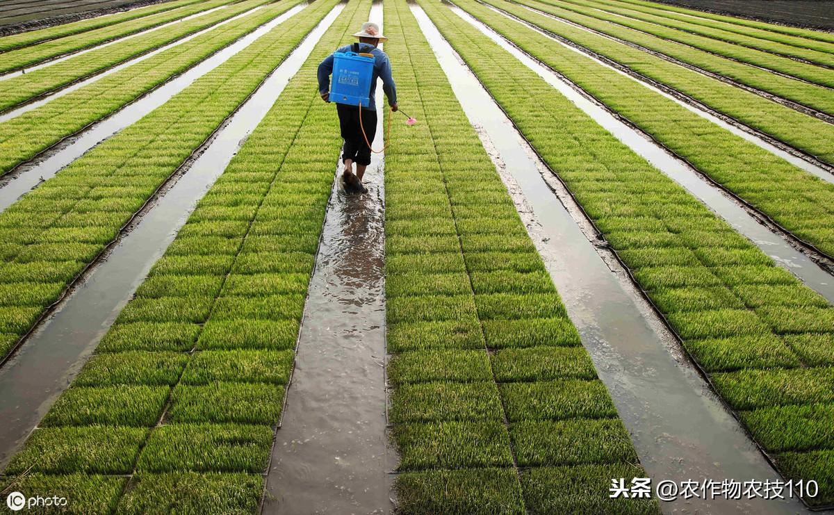 农广天地种植水稻技术视频_农广致富经水稻苗土_致富经种植水稻视频