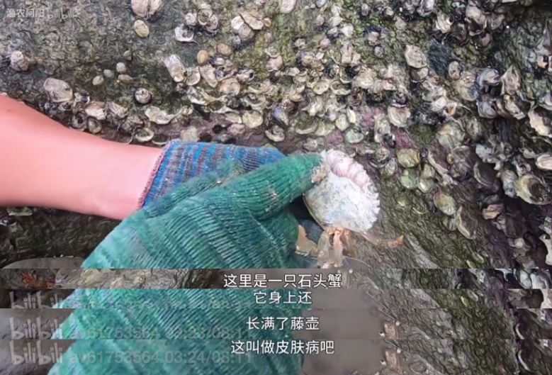 cctv7致富经抓鼠_致富经靠老鼠赚钱的人_中央7套致富经养山鼠