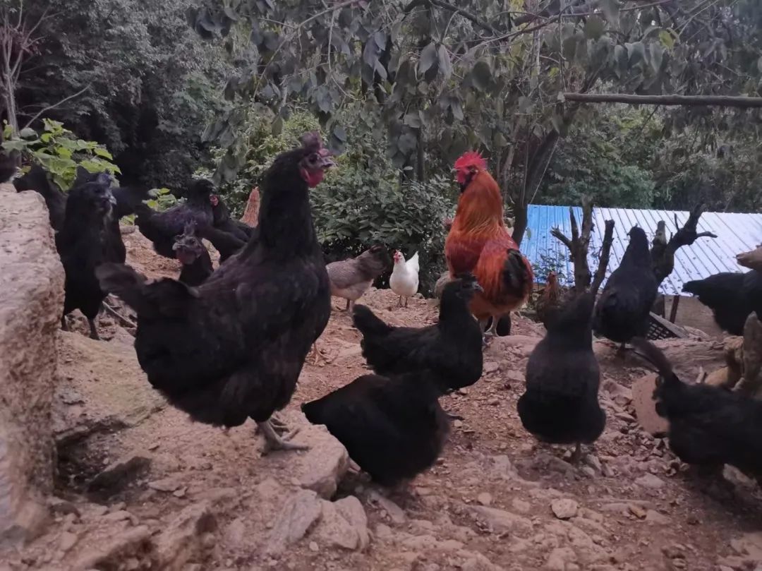 致富养殖土鸡模式是什么_土鸡养殖致富模式_土鸡养殖致富经2019年全集