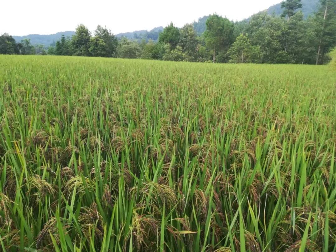 榕江联社积极支持当地种植古稻米闯市场 促增收