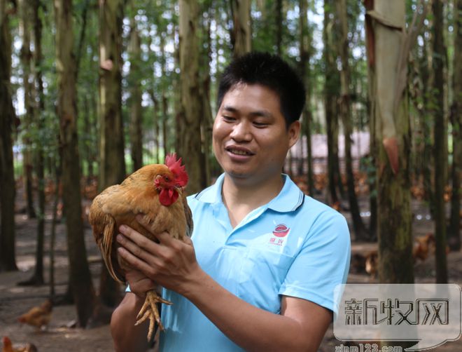 致富经土鸡养殖技术视频_土鸡养殖致富模式_土鸡养殖致富经2019年全集