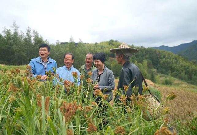 产业能人助增收 一粒“粟”播种乡村幸福花