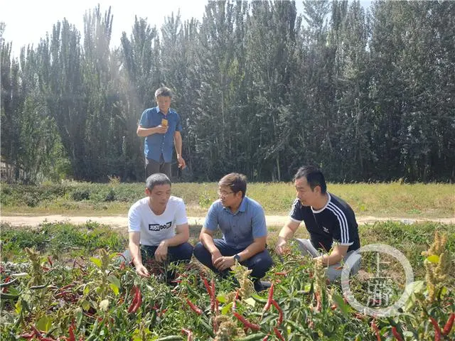 辣椒种植大户的致富经_致富辣椒种子种植_辣椒种植效益怎么样