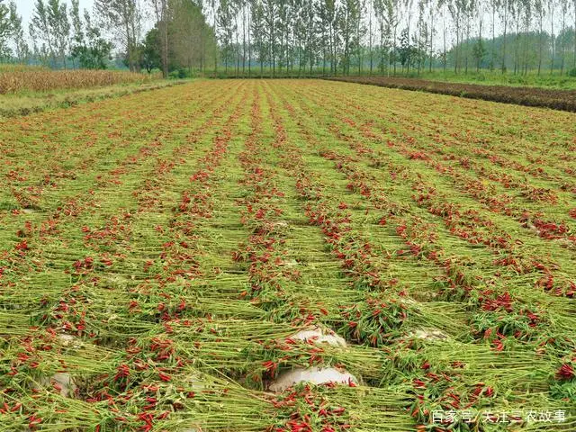 辣椒种植大户的致富经_辣椒种植效益怎么样_致富辣椒种子种植