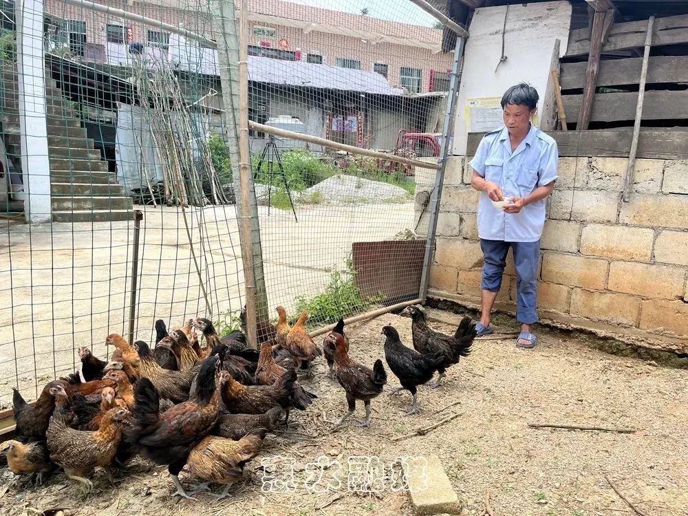 致富养殖土鸡模式是什么_土鸡养殖致富模式_致富养殖土鸡模式怎么样