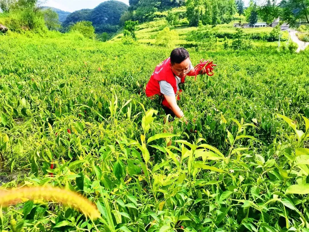 致富辣椒种子种植视频_致富辣椒种子种植_辣椒高产种子