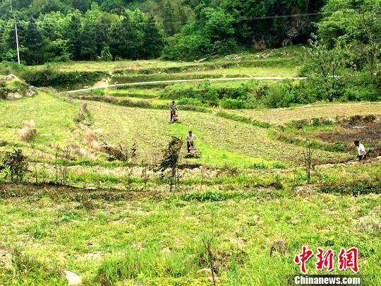 中草药种植助力湖南郴州苏仙区瑶族村脱贫致富