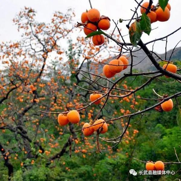 柿子种植致富吗_致富柿子种植方法_柿子种植