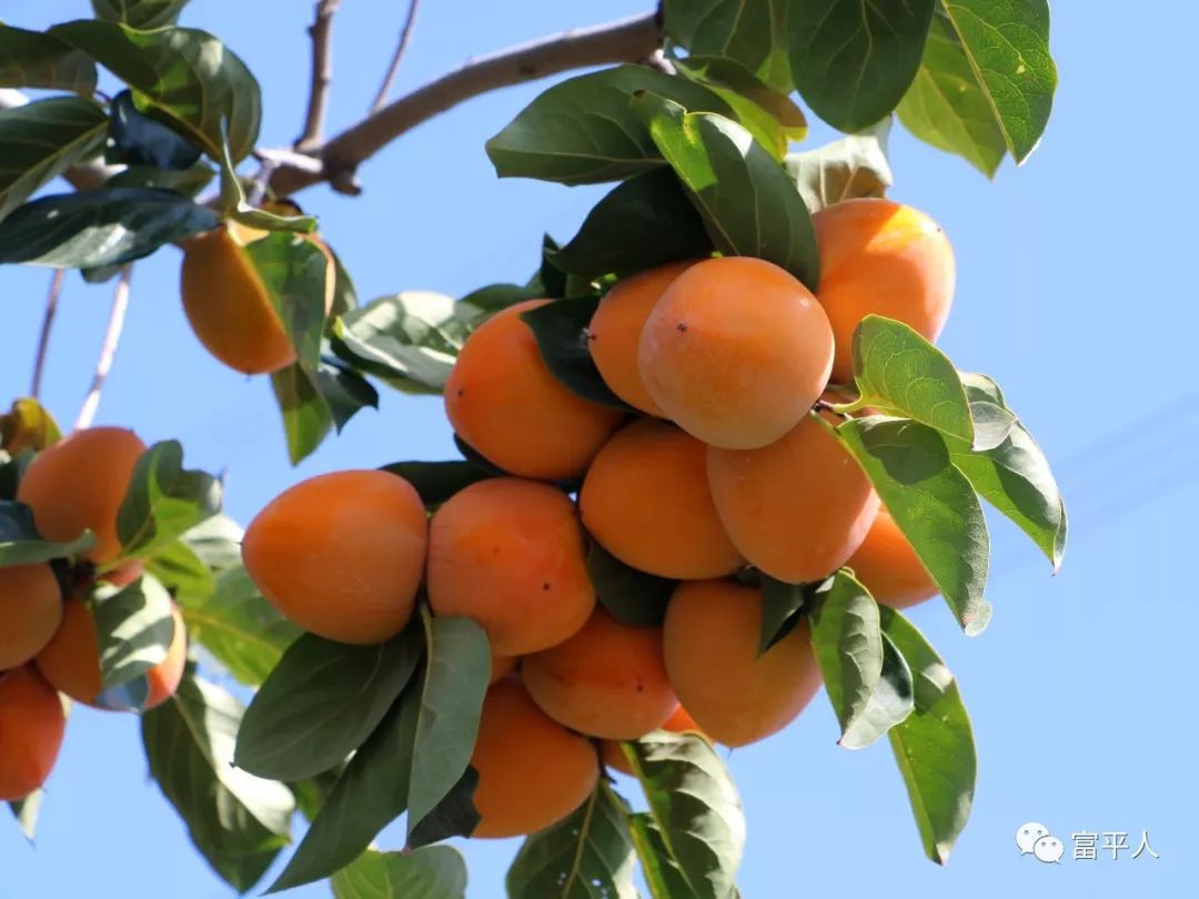 柿子种植致富吗_柿子种植效益如何_柿子种植