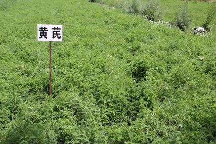 致富种植药中草药有哪些_中草药  种植  致富_致富经中草药种植项目