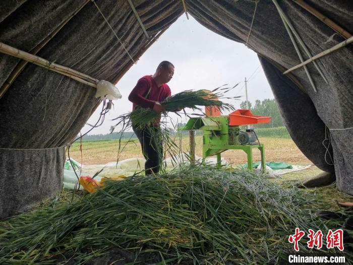 图为处理草料的陈善亮。　郝学娟 摄