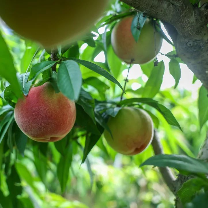 盆栽水果种植前景_家种水果盆栽_种植水果盆栽致富