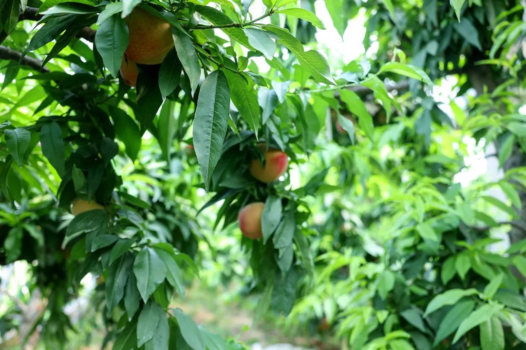 家种水果盆栽_盆栽水果种植前景_种植水果盆栽致富