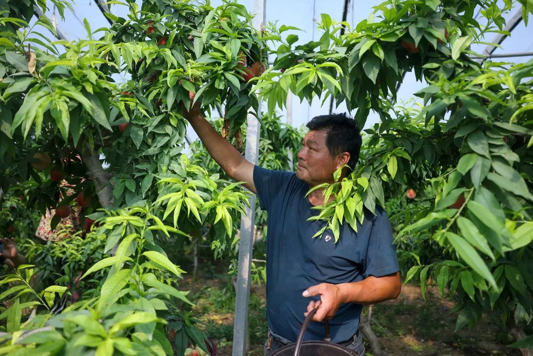 种植水果盆栽致富_家种水果盆栽_盆栽水果种植前景