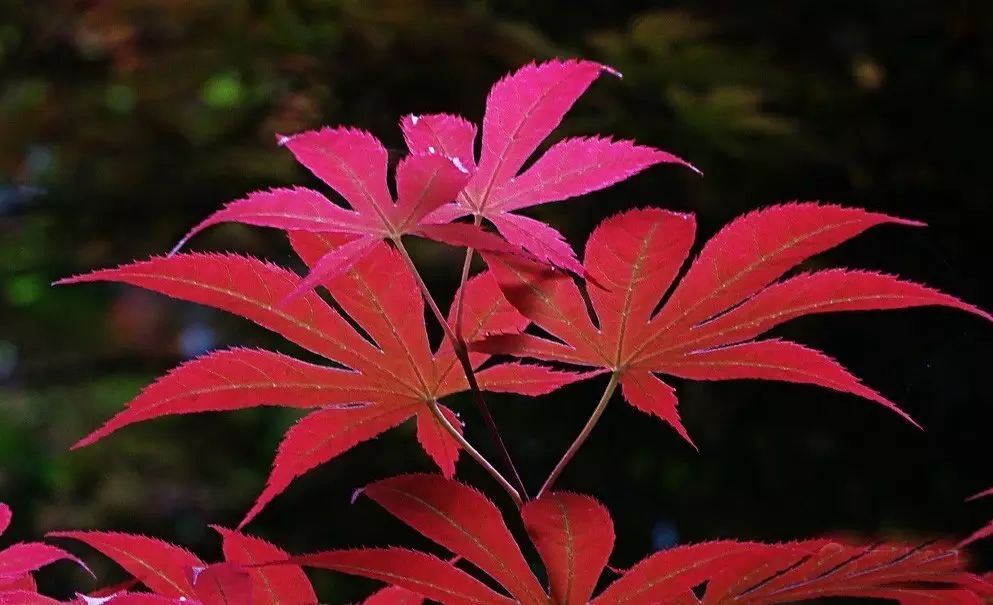 鸡冠花的种植技术_种植鸡冠花方法和工具_种植鸡冠花技术视频