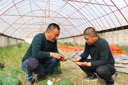 胡萝卜“闯”出致富新路子 ——记凉州区忠盛源蔬菜农民专业合作社