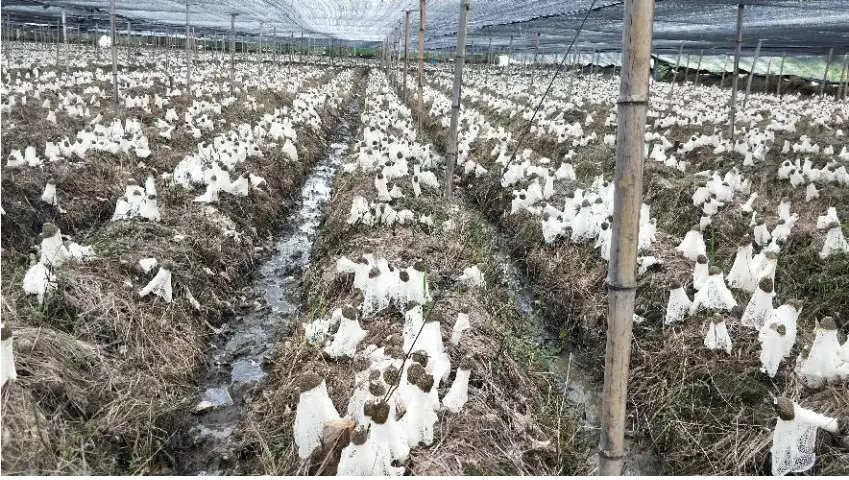 致富水稻案例种植感悟_种植水稻致富案例_水稻承包种植案例