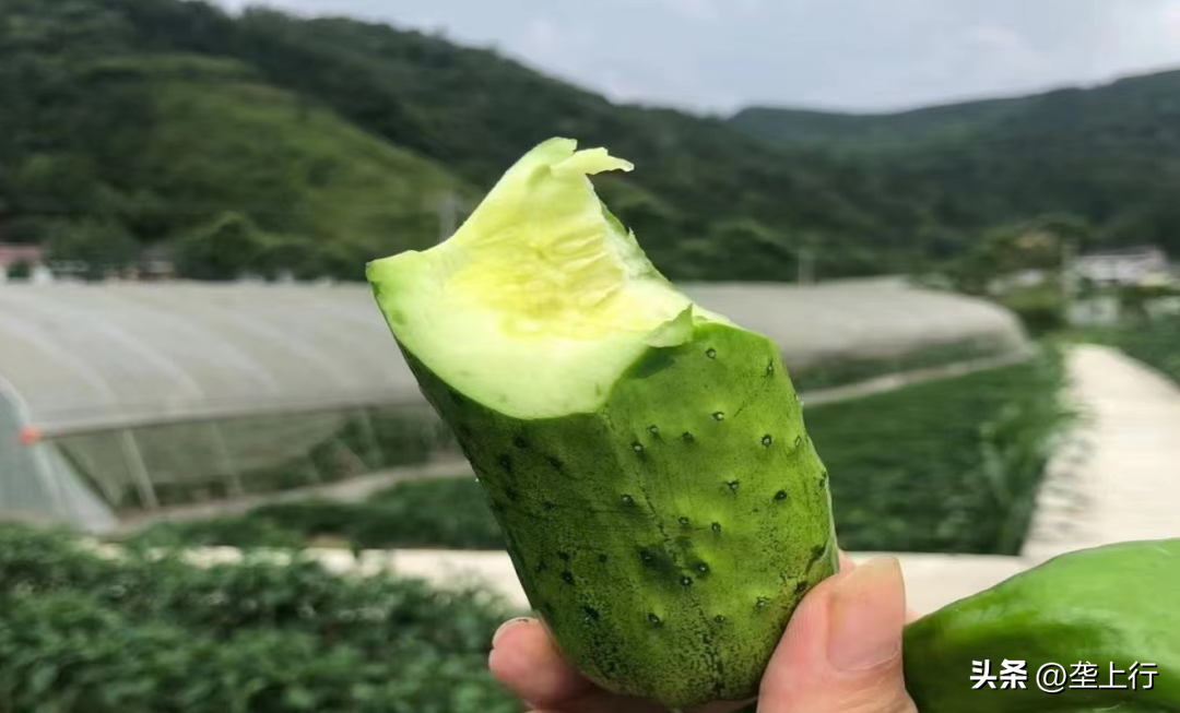 扶贫种植蔬菜致富_蔬菜种植带动贫困户脱贫_蔬菜扶贫种植的话语