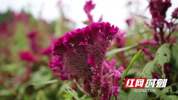 种植鸡冠花效益怎么样_种植鸡冠花技术要点_鸡冠花的种植技术