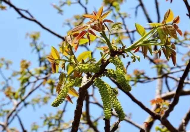 农村种植致富的好处_农村致富新项目种植_致富经农村种植