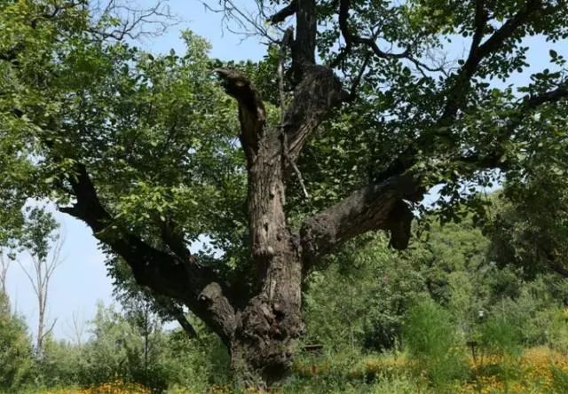 农村种植致富的好处_致富经农村种植_农村致富新项目种植