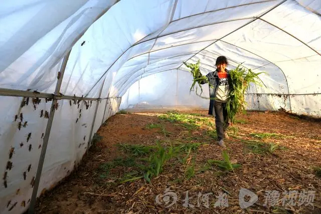 蚂蚱养殖是大骗局视频_致富经养殖蝗虫蚂蚱视频_蚂蚱养殖技术农广天地视频