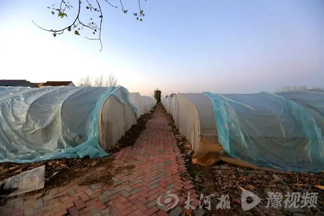 致富经养殖蝗虫蚂蚱视频_蚂蚱养殖技术农广天地视频_蚂蚱养殖是大骗局视频