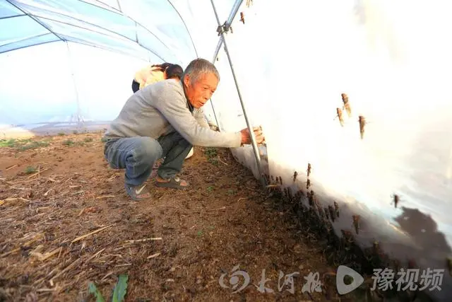 致富经养殖蝗虫蚂蚱视频_蚂蚱养殖技术农广天地视频_蚂蚱养殖是大骗局视频