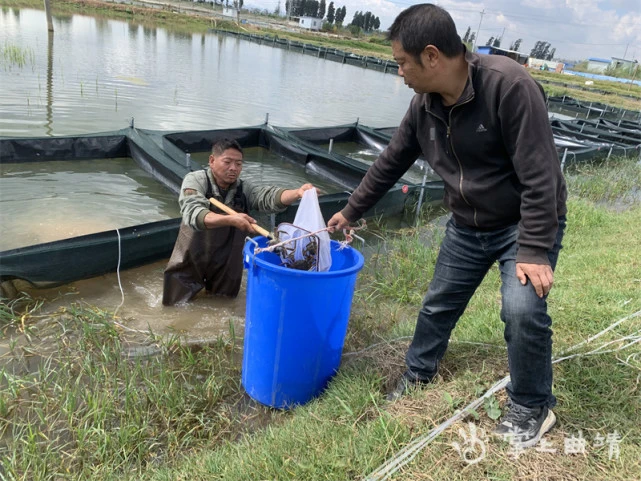 麒麟区沿江街道：特色产业助农增收致富