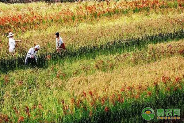 五彩米在洞口全面开花